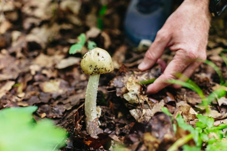 Budapest: Buda Hills Guided Hiking Tour with Optional Lunch - What you learn out there: nature talk plus Budapest history in small pieces