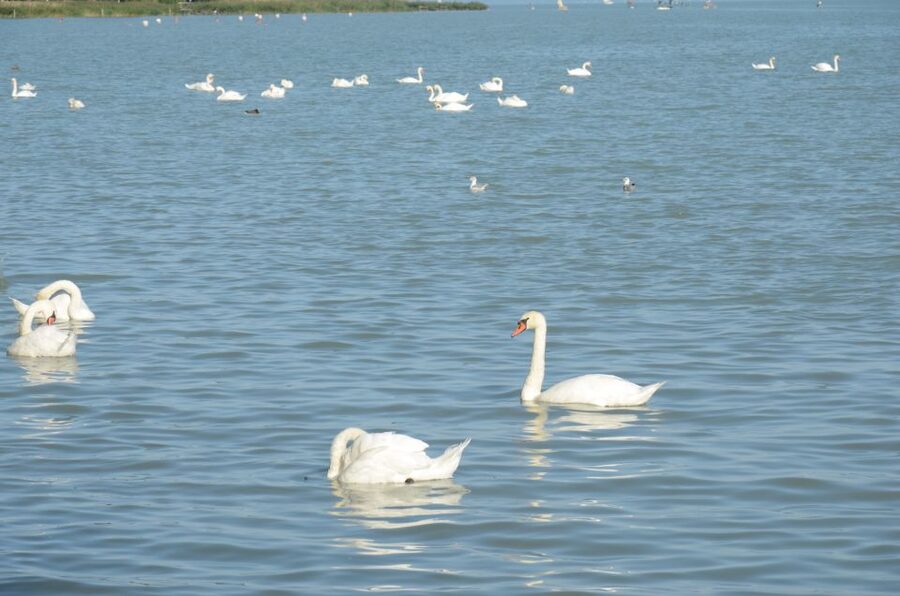 Budapest: Lake Balaton and Herend Full-Day Private Tour - Who should book this tour