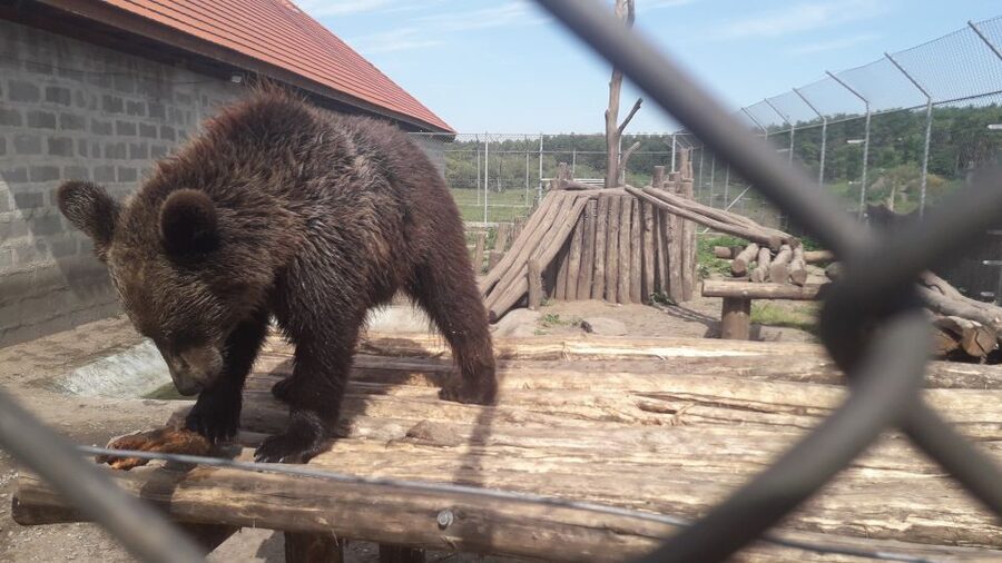 Budapest: Transport & Guided Tour of Bear and Wolf Sanctuary - Key highlights to look for