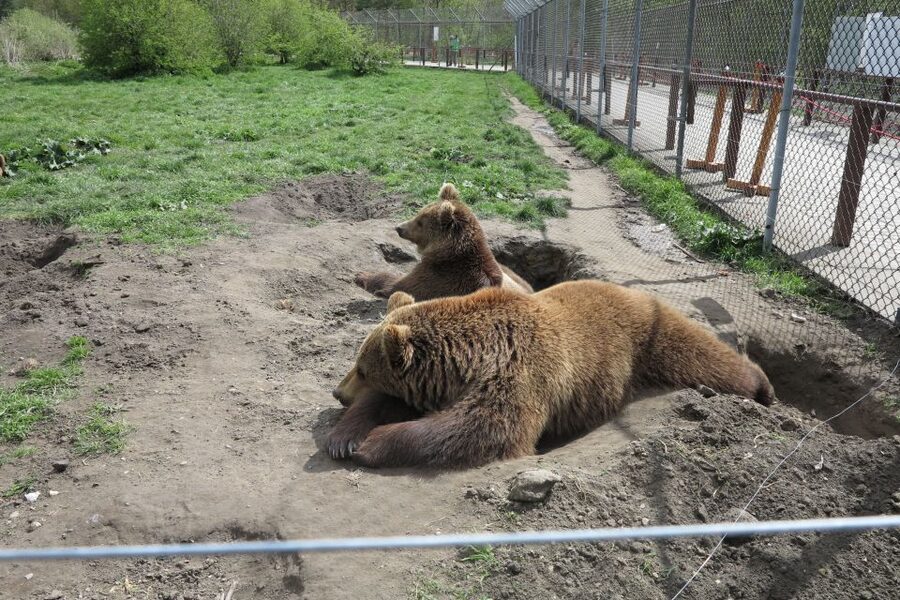 Budapest: Transport & Guided Tour of Bear and Wolf Sanctuary - From Danube city views to fence-line wildlife