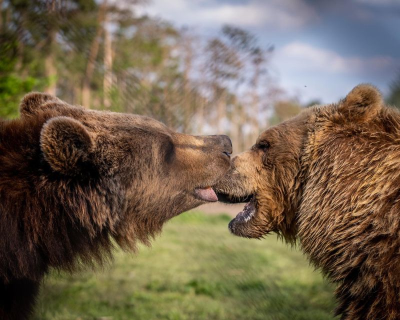 Budapest: Transport & Guided Tour of Bear and Wolf Sanctuary - Feeding bears fruit through the fence (and how it should feel)