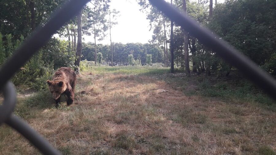 Budapest: Transport & Guided Tour of Bear and Wolf Sanctuary - The 1.4 km walk: seeing the enclosure your way