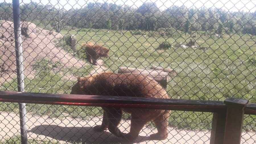 Budapest: Transport & Guided Tour of Bear and Wolf Sanctuary - Price, value, and who should book