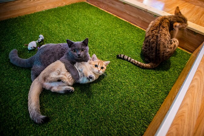 Cat Museum Budapest Entry Ticket - Key highlights