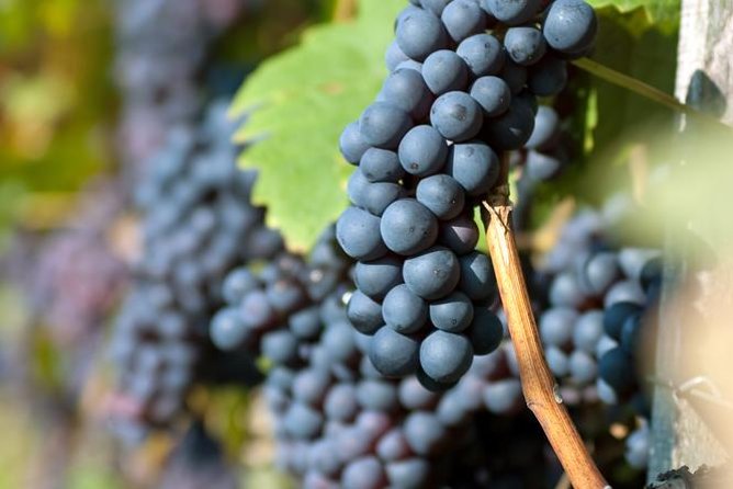 Countryside Half-day Gastro-Wine Tour from Budapest Meal & pickup - Group size, comfort, and the guides: where the experience can swing