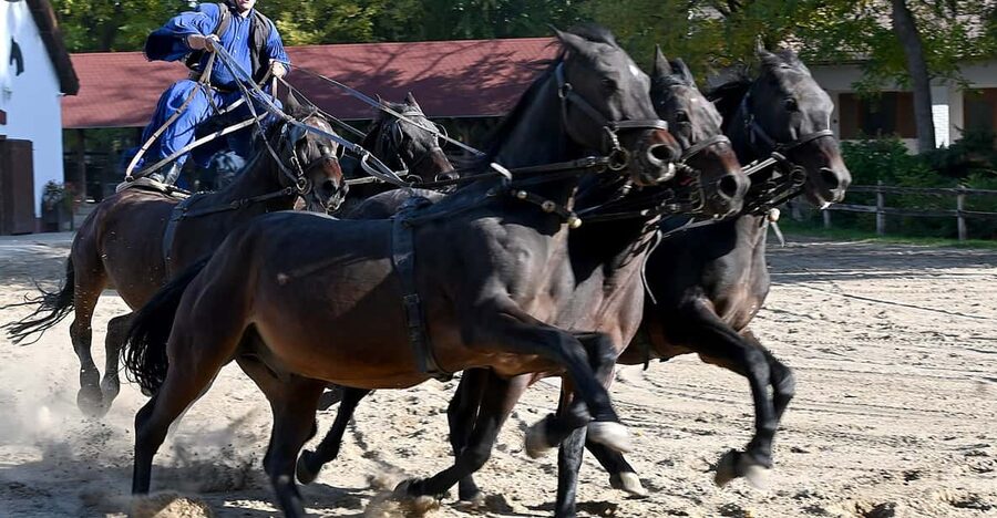 Countryside ranch, horse show & lunch - The Horse Show: Cowboy Skill You Can Actually Watch Up Close