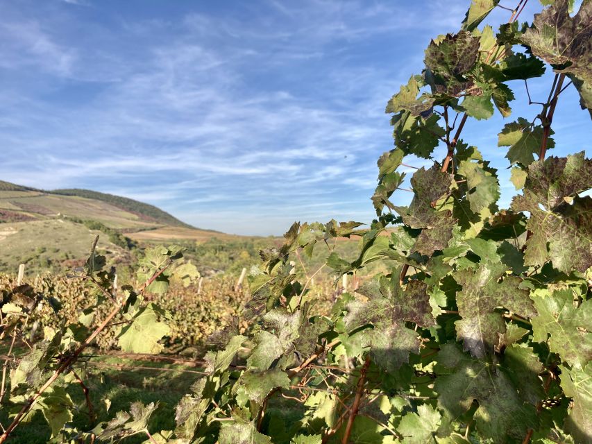 Eger: Countryside, Culture, and Wine Private Tour - The “20-minute walk” moment: small segment, useful payoff