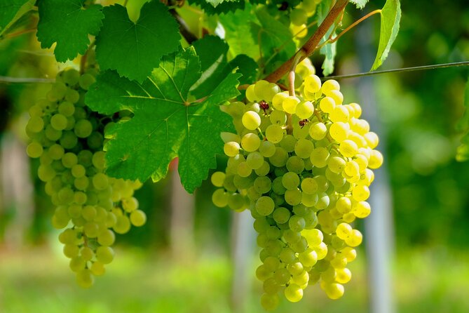 Etyek Private Half-Day Wine Tasting Tour from Budapest - Stop 1 in Etyek: Two Family Wineries, Real Host Energy