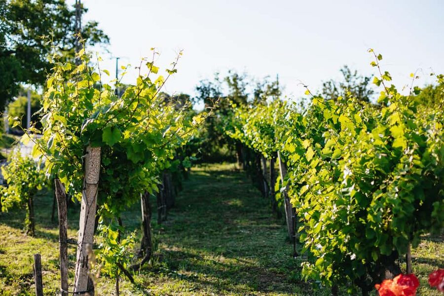 From Budapest: Etyek Wine Tasting Tour with 3-Course Meal - What you taste: Hungarian wines, pacing, and how to enjoy the flights