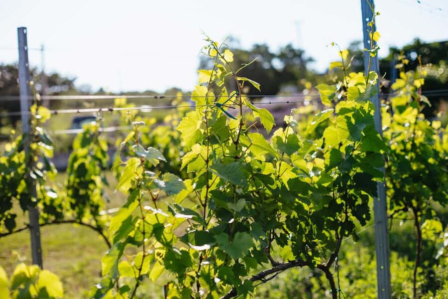 From Budapest: Etyek Wine Tasting Tour with 3-Course Meal - Your guide in English: history, wine making, and names you might hear