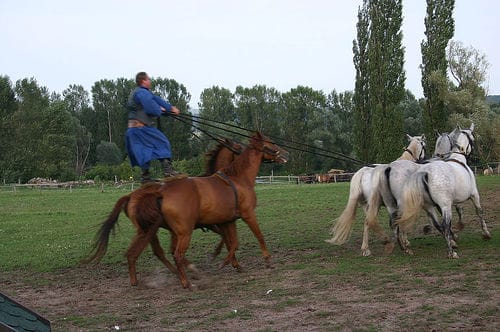 From Budapest: Puszta Horse Show and Countryside Visit - Budapest to the Puszta, and why that change of scenery matters