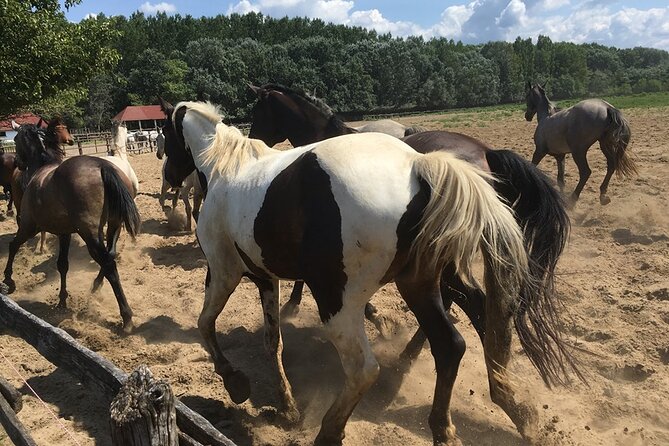 Horseshow on the Hungarian Puszta, private tour from Budapest with entry! - Lunch With Wine: The Hidden Value of an Included Meal