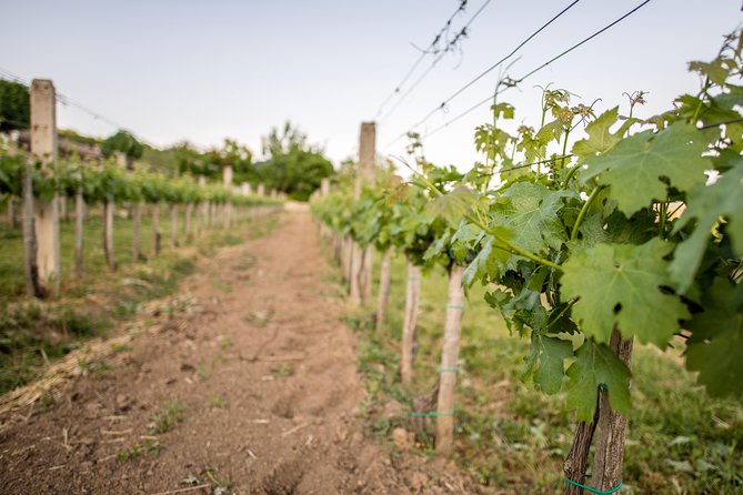 Lake Balaton Full Day Private Wine Tour - Winery time on the North Shore: what your tastings actually add up to