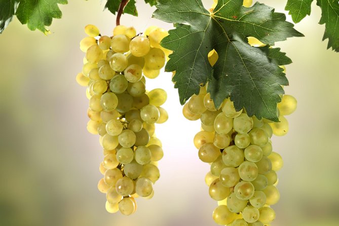 Private Lake Balaton Experience with an unforgettable Wine Tasting - What to expect from a 10-hour Balaton rhythm