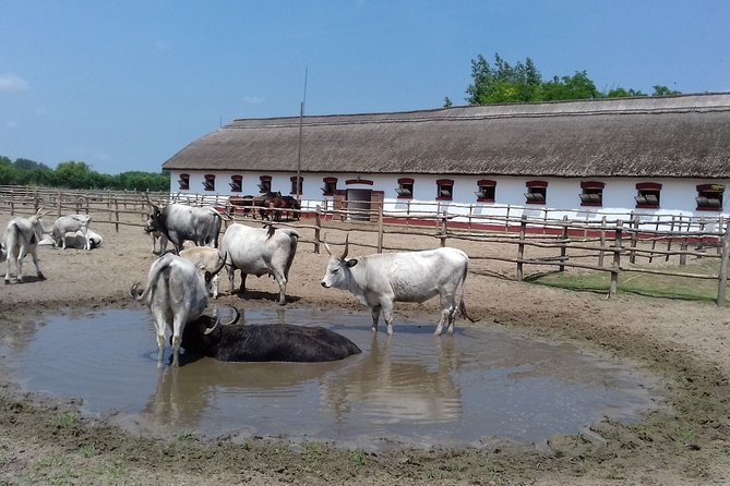 The "Puszta" Horse Show - Should you book the Puszta Horse Show?